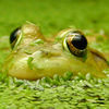 frog in duckweed
