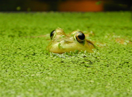 frog in duckweed