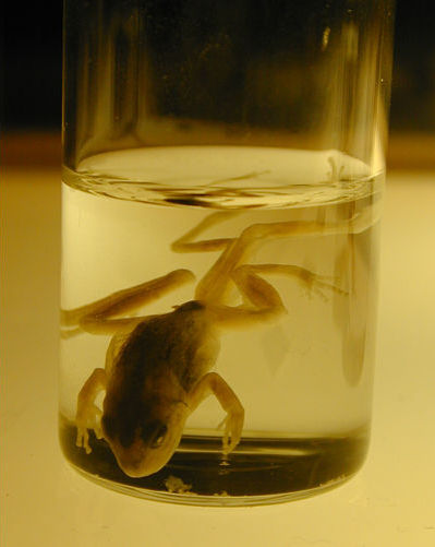 frog with extra legs