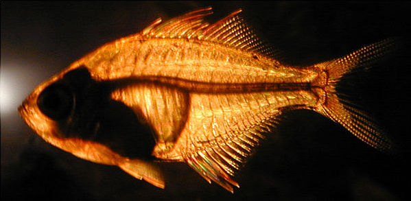 glass fish