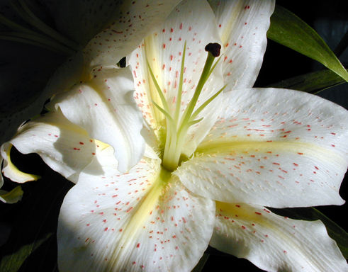 lily