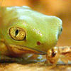tiny frog with cricket