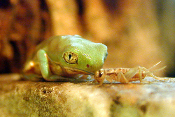 tiny frog with cricket