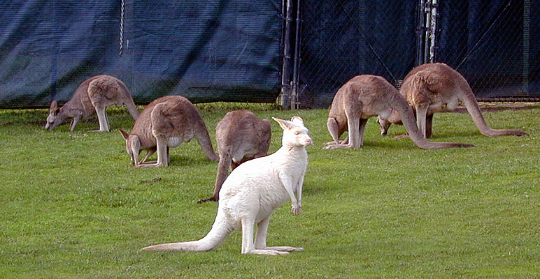 white-kangaroo.jpg