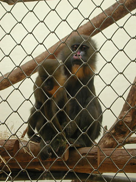 mandrill parent and child