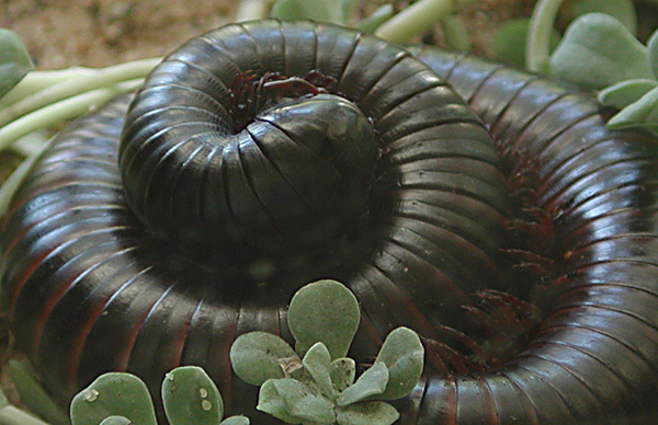 millipede