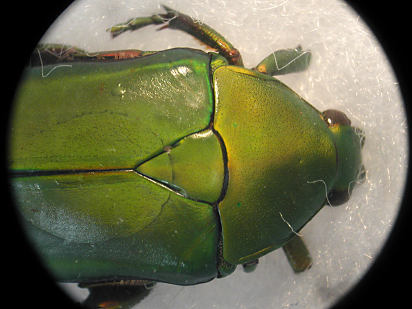 beetle 1