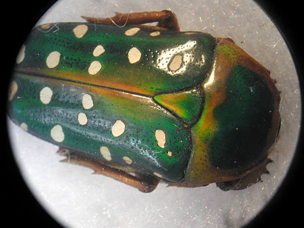 beetle 2