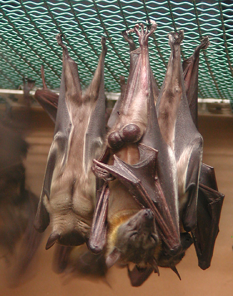 sleeping bats